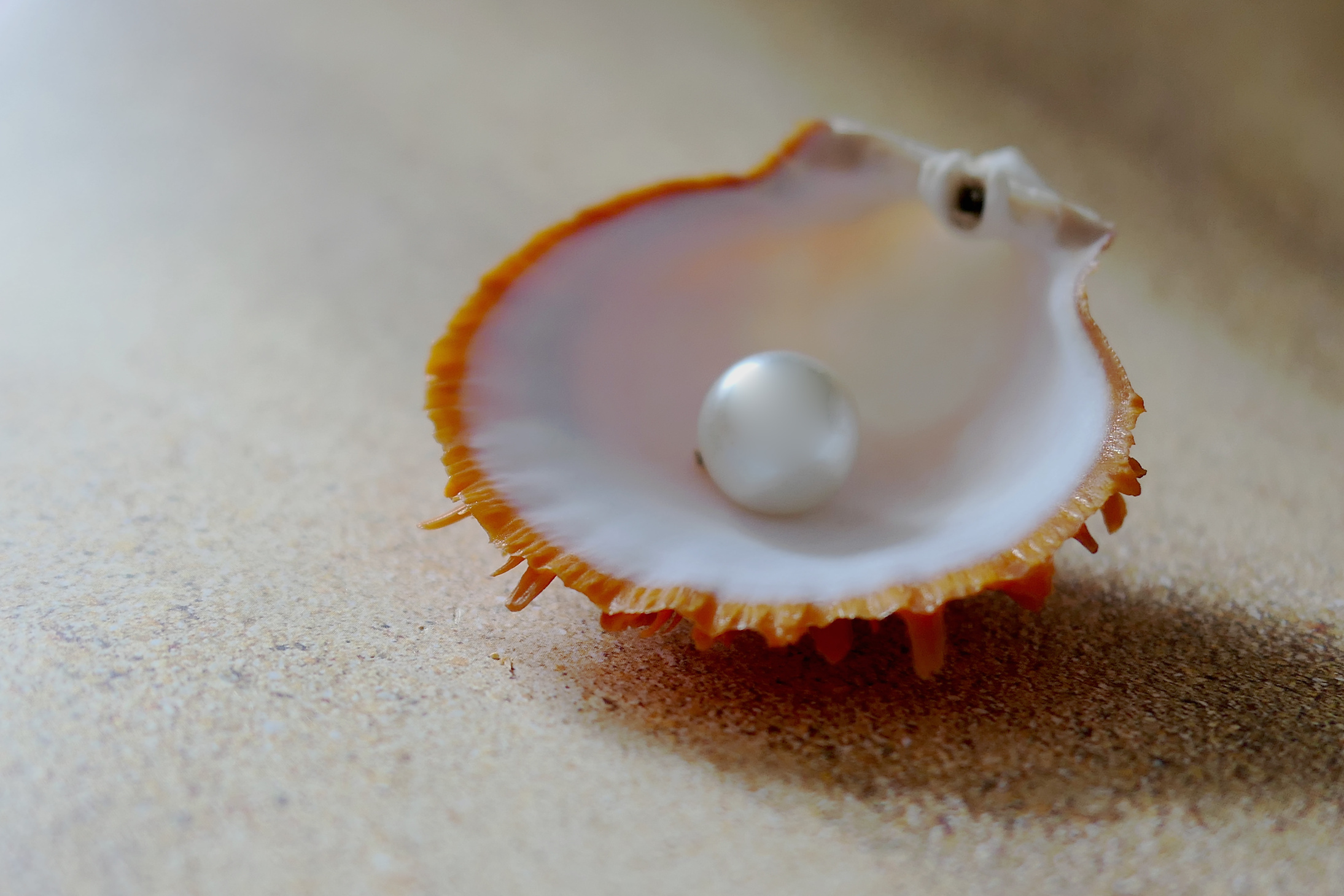 Pearl on a Shell