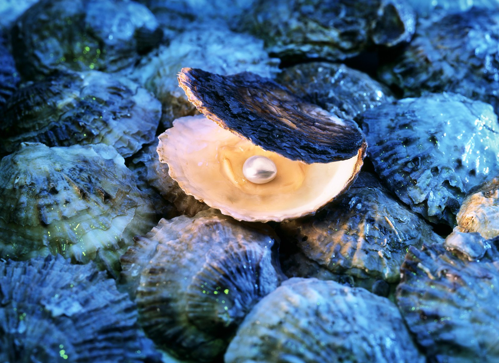 Oysters with pearl